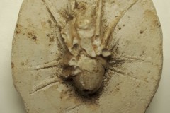 FC0317