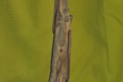 FC4089